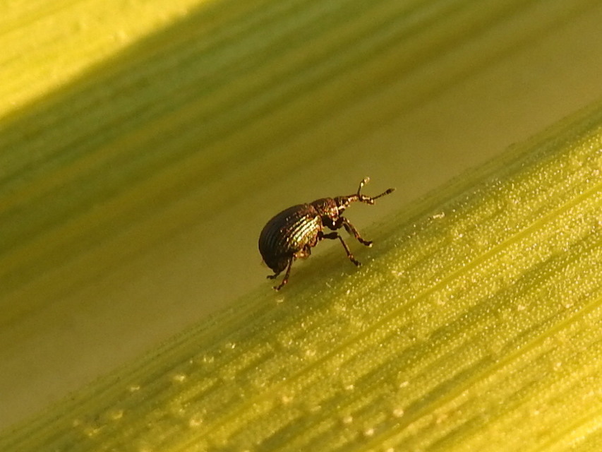 Holotrichapion