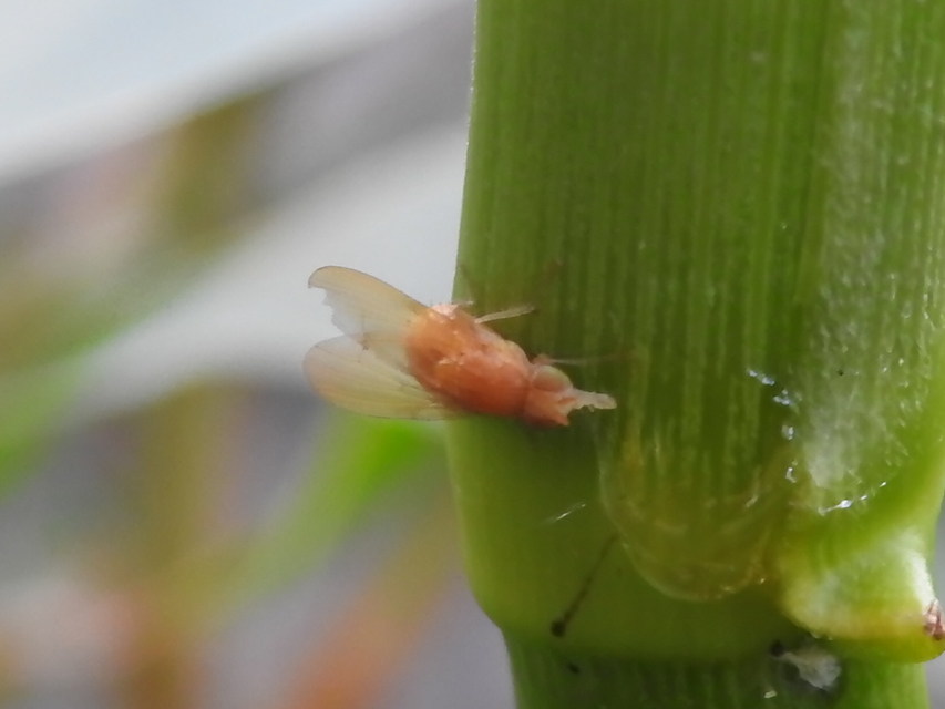 Lauxaniidae - pudvalegyek