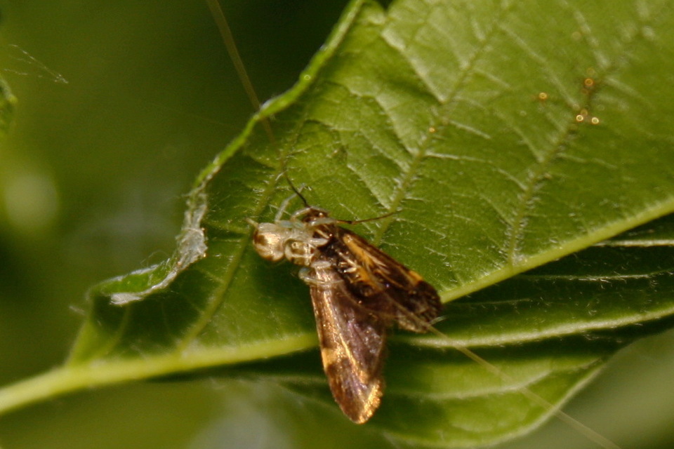 Phintella castriesiana - drávai ugrópók