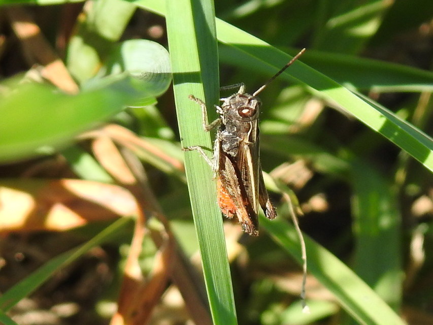 Omocestus rufipes - vöröshasú tarlósáska
