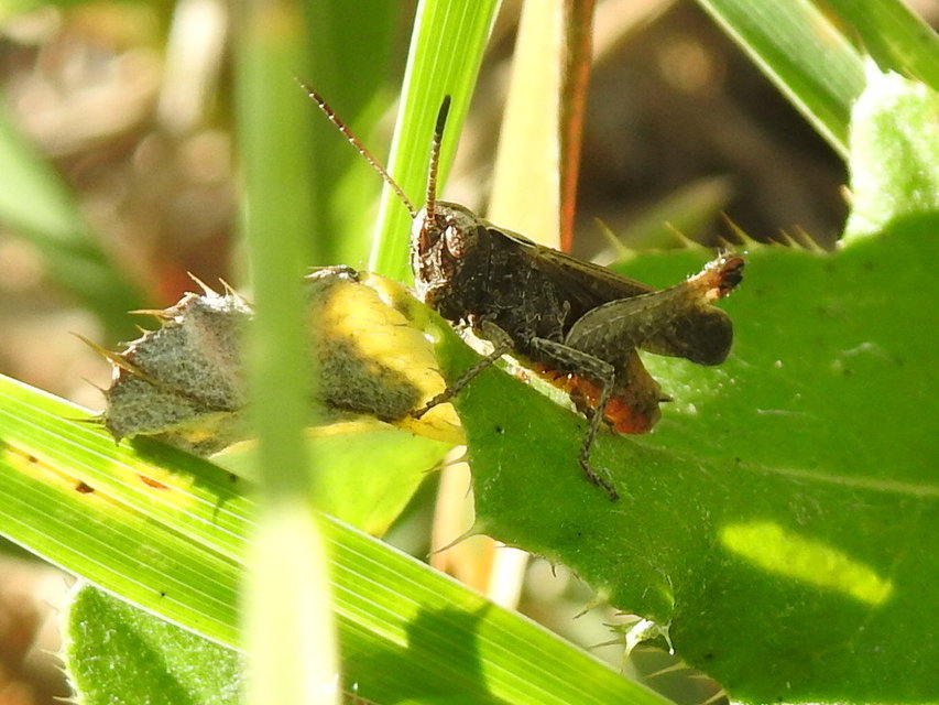 Omocestus rufipes - vöröshasú tarlósáska