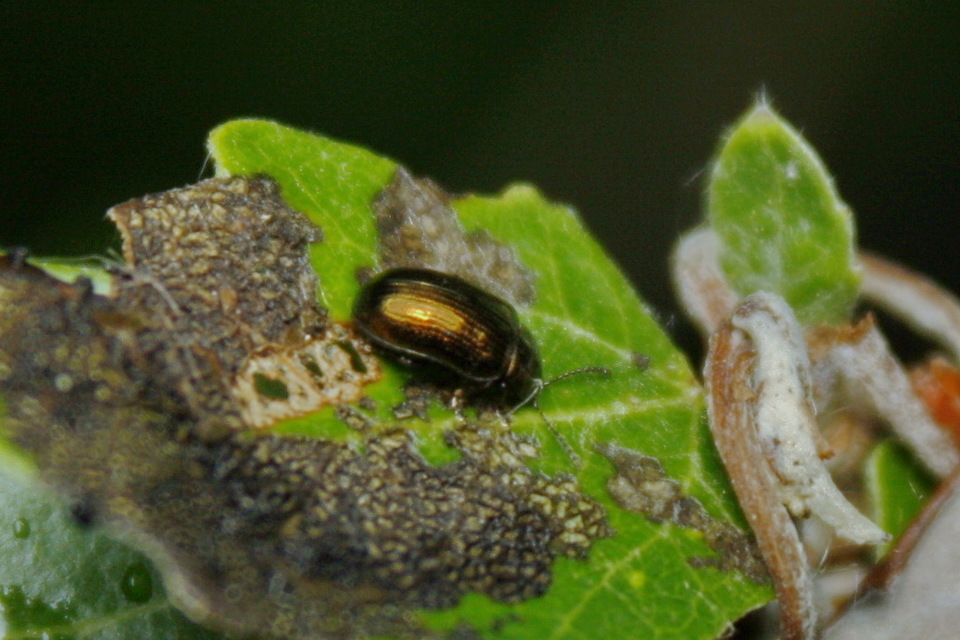 Crepidodera