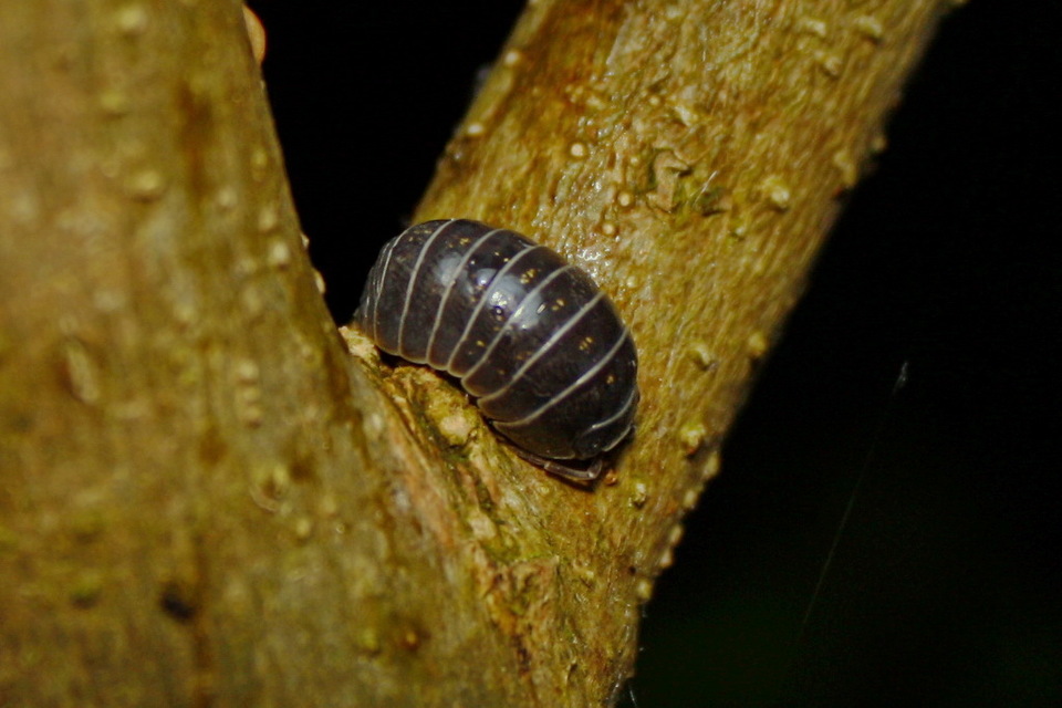Armadillidium vulgare - szürke gömbászka