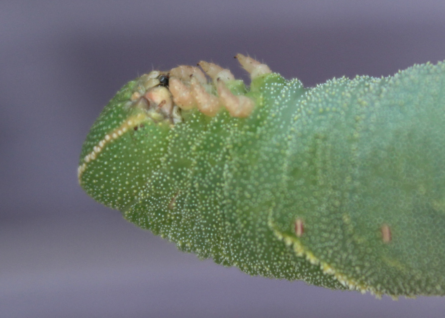 Marumba quercus - tölgyfaszender