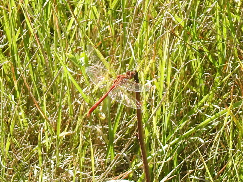 Sympetrum striolatum/vulgatum/meridionale
