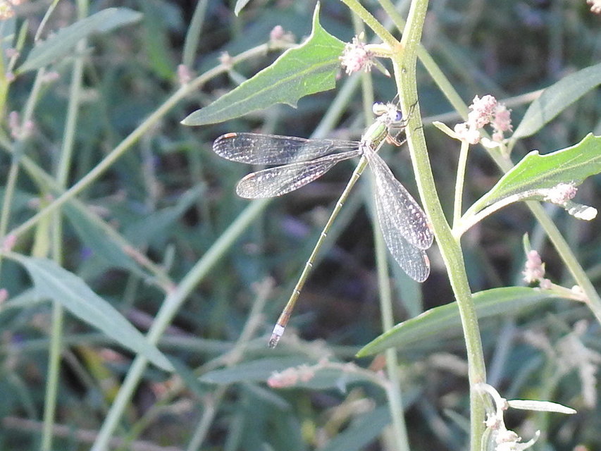 Lestes virens vestalis - kis rablószitakötő