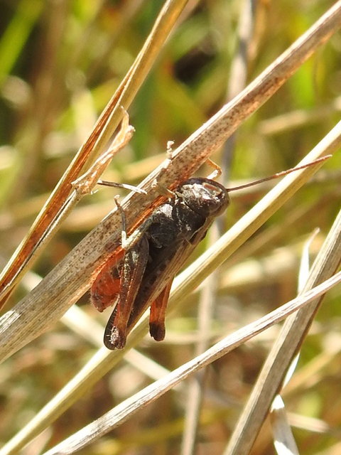 Omocestus rufipes - vöröshasú tarlósáska
