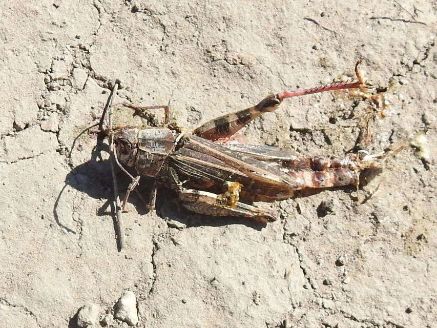 Calliptamus italicus - olaszsáska