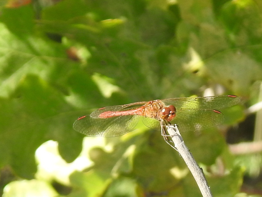 Sympetrum meridionale - fakó katona-szitakötő
