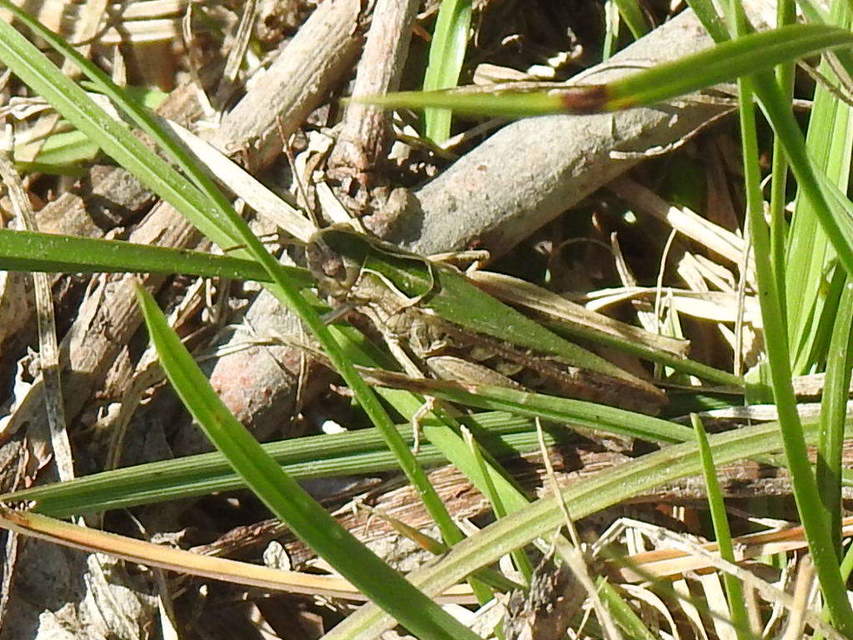 Omocestus rufipes - vöröshasú tarlósáska