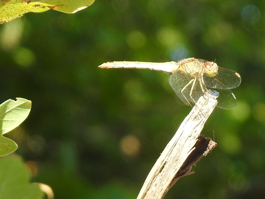 Sympetrum meridionale - fakó katona-szitakötő