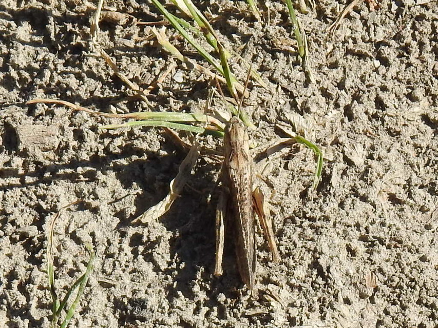 Chorthippus mollis - halk tarlósáska