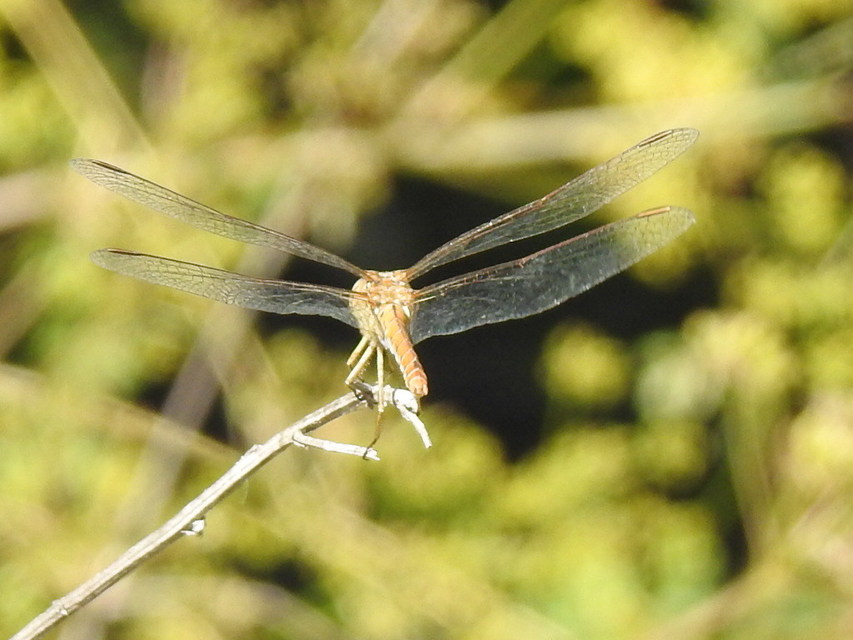 Sympetrum meridionale - fakó katona-szitakötő