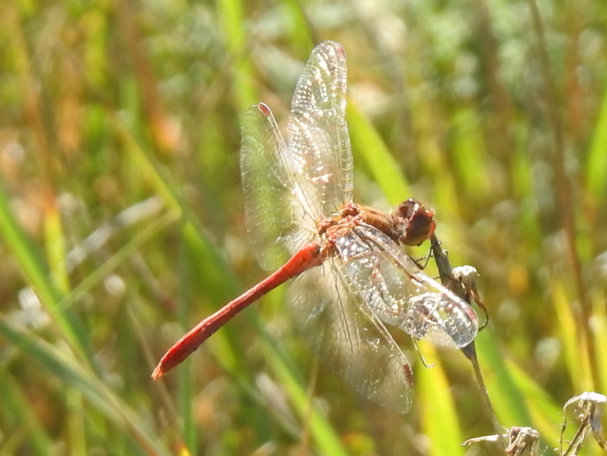 Sympetrum meridionale - fakó katona-szitakötő