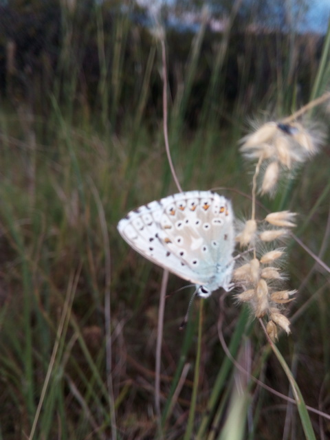 Polyommatus coridon - ezüstkék boglárka