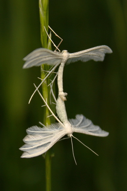Pterophorus pentadactyla - fehér tollasmoly
