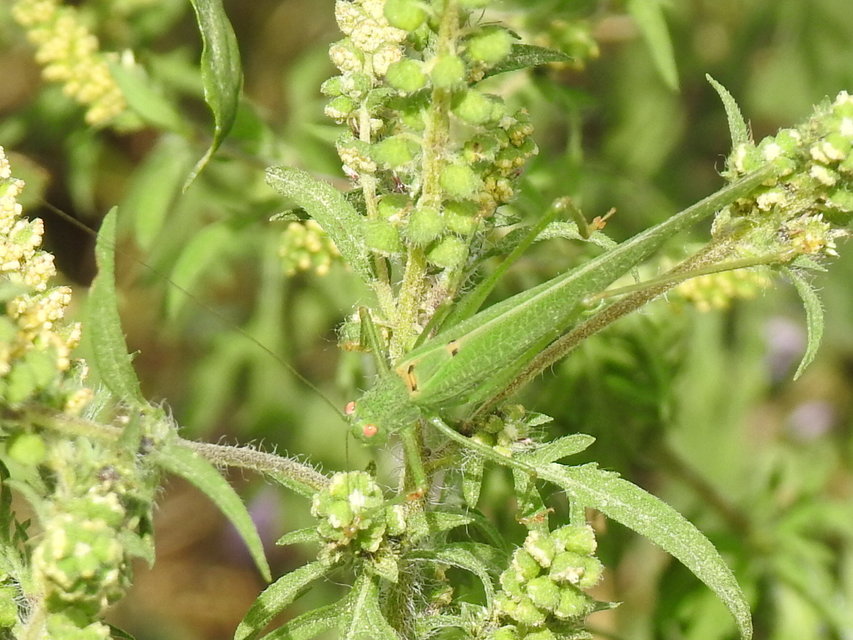 Phaneroptera nana - pontozott repülőszöcske