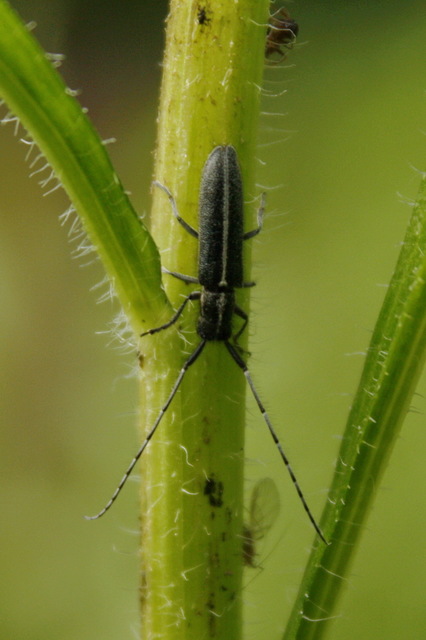 Agapanthia cardui - sávos bogáncscincér