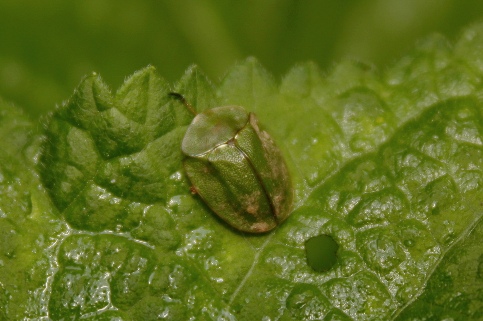 Cassida viridis - zöld pajzsbogár Cassida viridis - zöld pajzsbogár