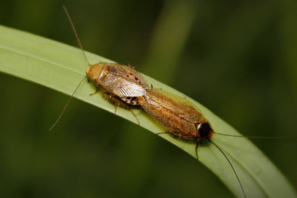 Ectobius
