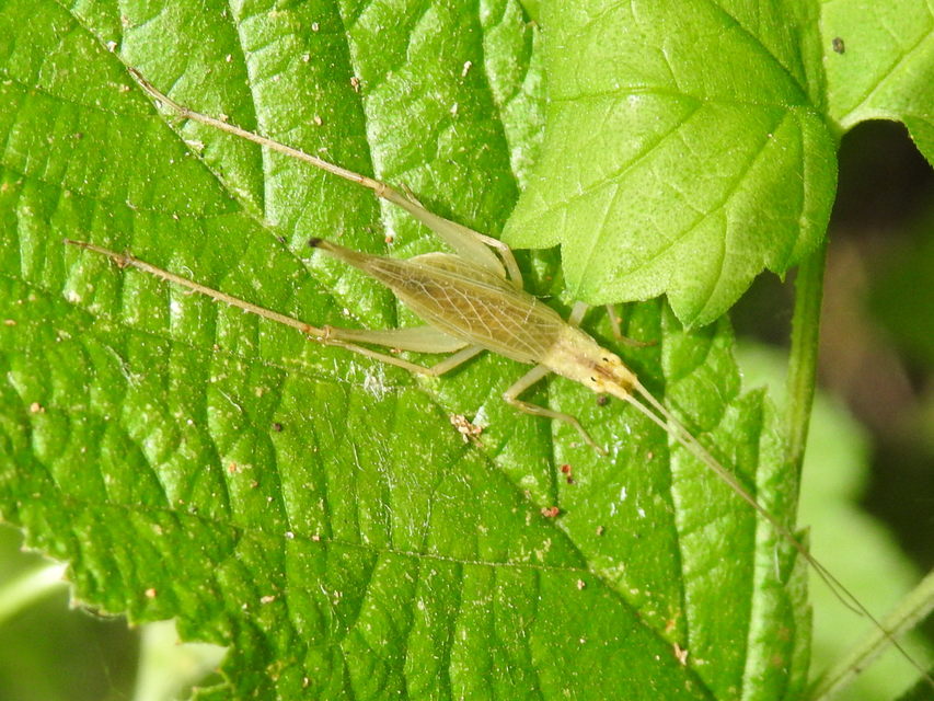Oecanthus pellucens - pirregőtücsök