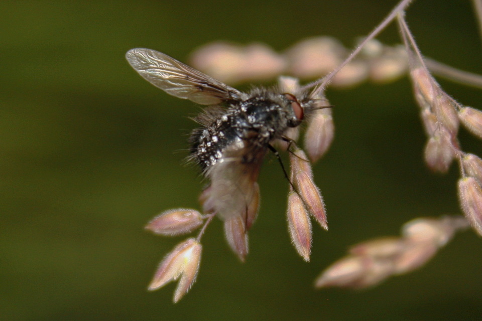 Bombylella atra - ezüstpettyes pöszörlégy