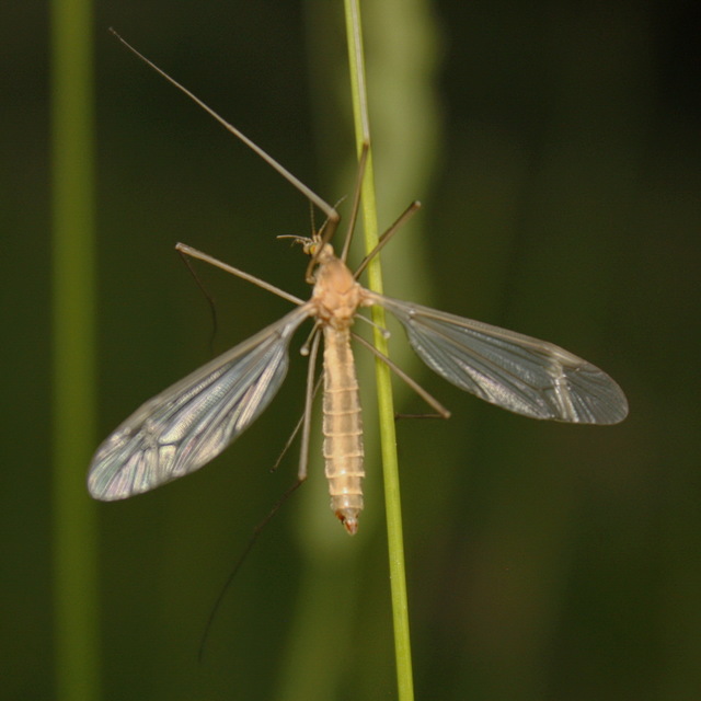 Tipula