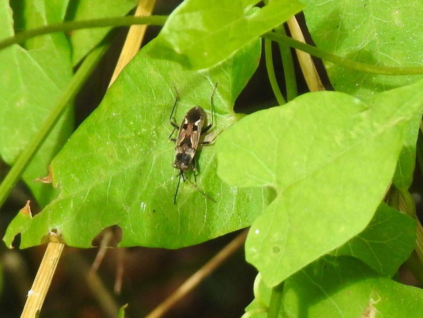 Rhyparochromus vulgaris - közönséges díszesbodobács