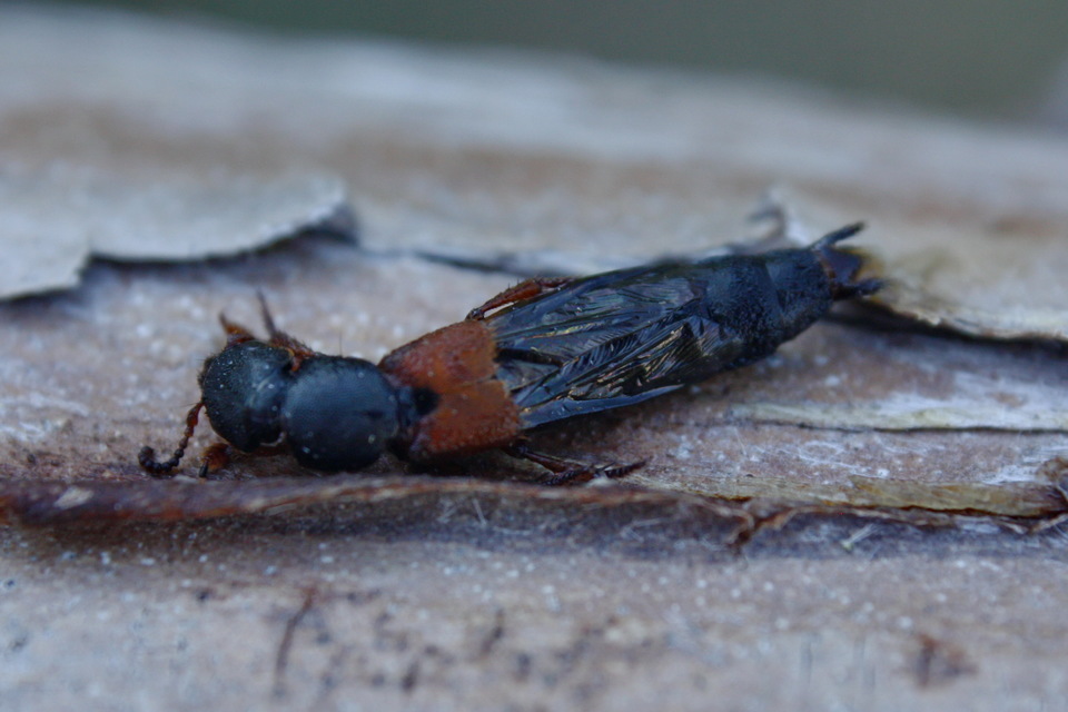 Platydracus stercorarius - trágyatúró holyva Platydracus stercorarius - trágyatúró holyva