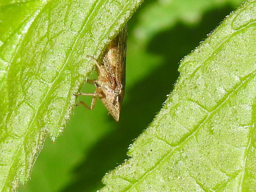 Aphrodes