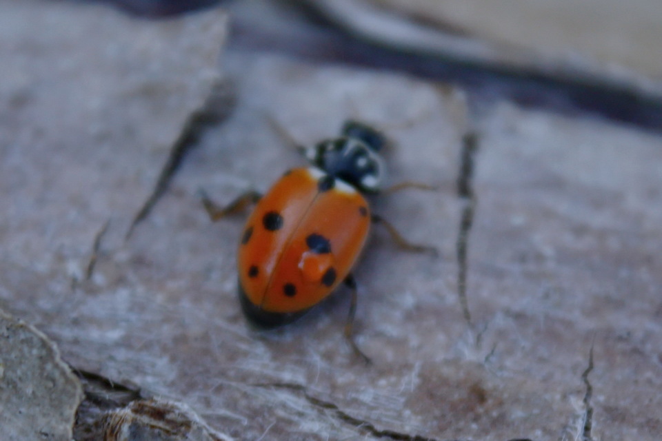 Hippodamia variegata - tizenhárompettyes katica