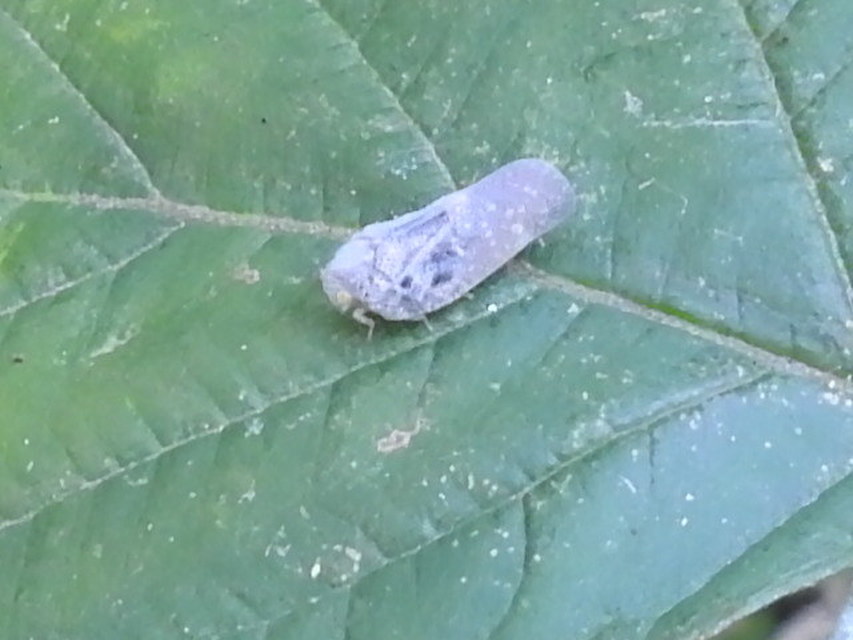 Metcalfa pruinosa - amerikai lepkekabóca
