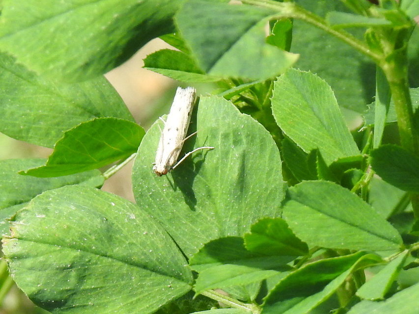 Homoeosoma nebulella - napraforgómoly