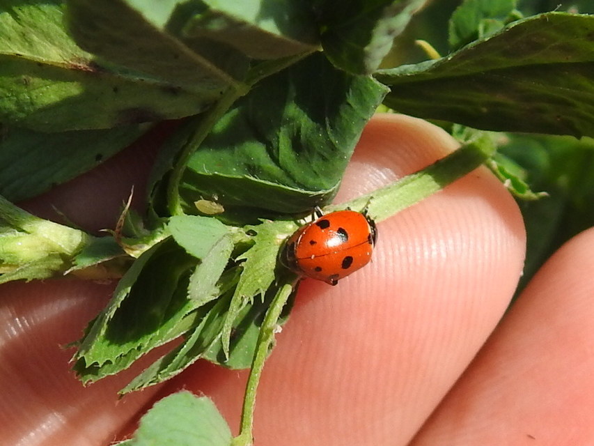 Hippodamia variegata - tizenhárompettyes katica