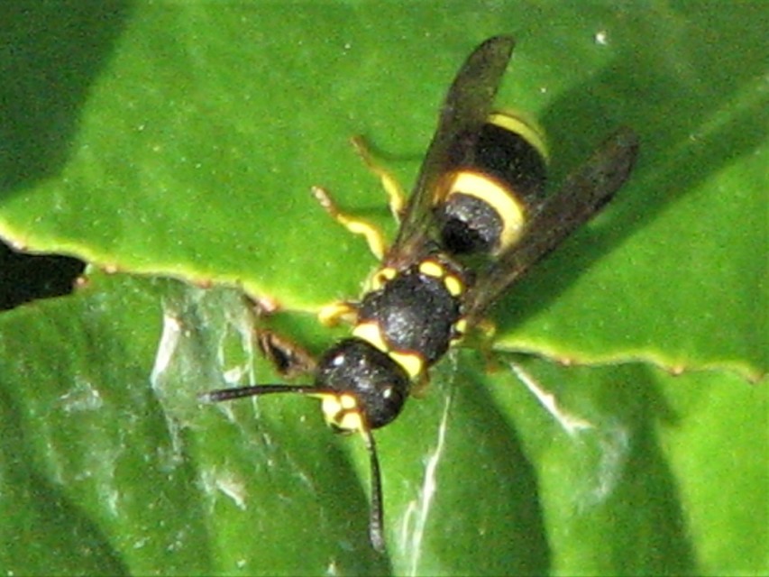 Ancistrocerus