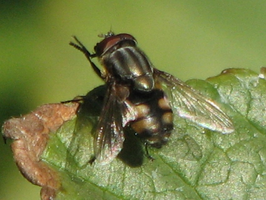 Stomorhina lunata - sáskaparazita légy