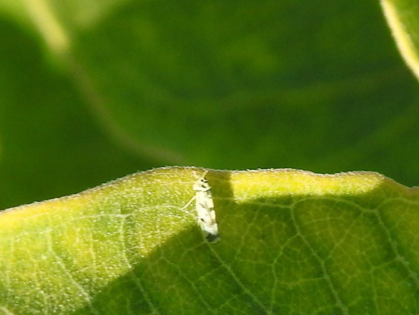 Eupteryx