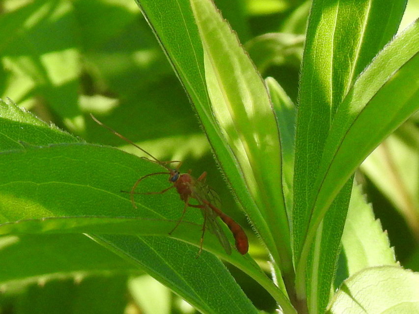 Enicospilus