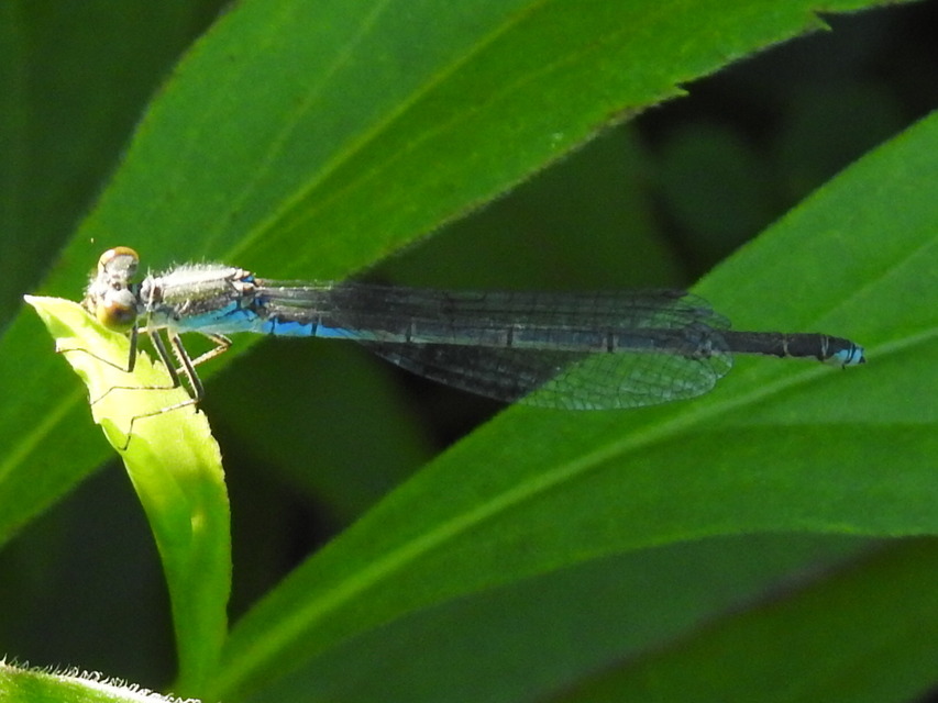 Erythromma viridulum - kis pirosszemű-légivadász