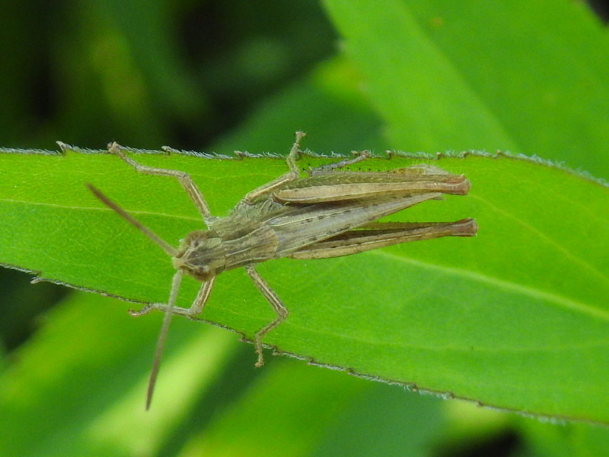 Chorthippus (Chorthippus) (subgenus)