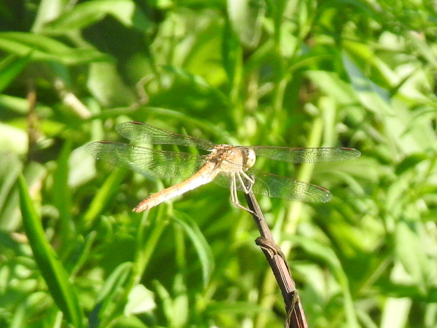Sympetrum meridionale - fakó katona-szitakötő