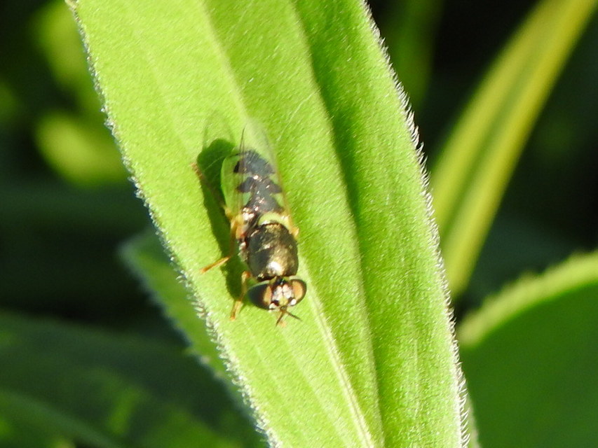 Odontomyia