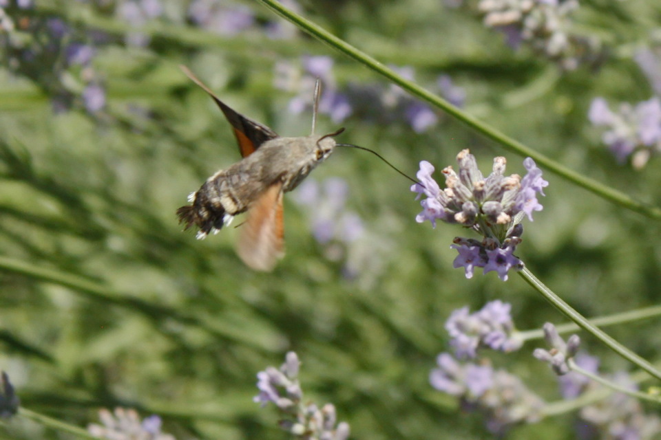 Macroglossum stellatarum - kacsafarkú szender