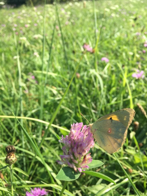 Colias croceus - sáfránylepke