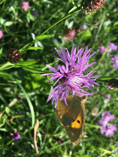 Colias croceus - sáfránylepke