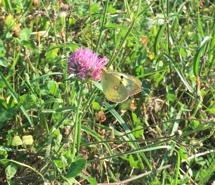Colias croceus - sáfránylepke