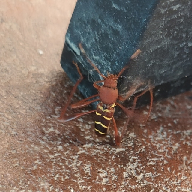 Neoclytus acuminatus - amerikai darázscincér
