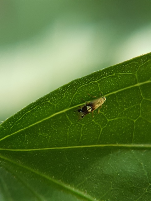 Coptodisca lucifluella - dióaknázó fényesmoly
