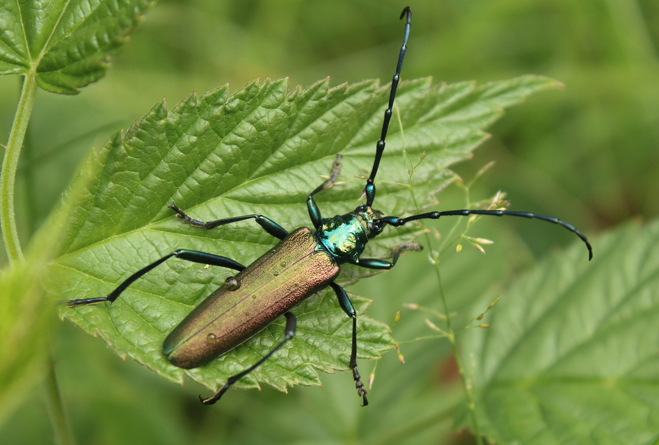 Aromia moschata - pézsmacincér