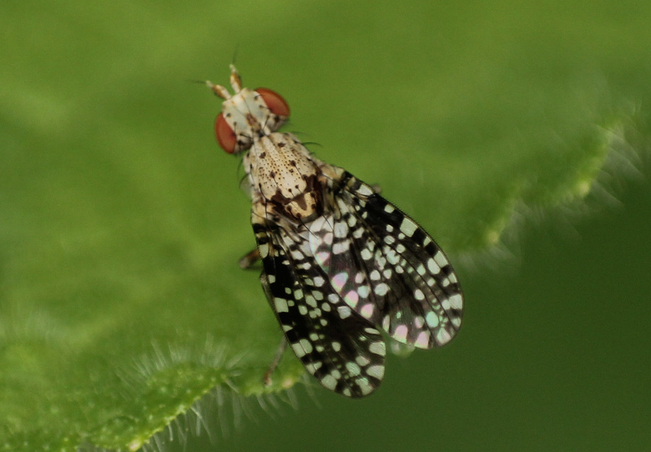 Trypetoptera punctulata - pirosszemű szarvaslégy